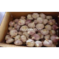 jinxiang new crop Normale aglio bianco